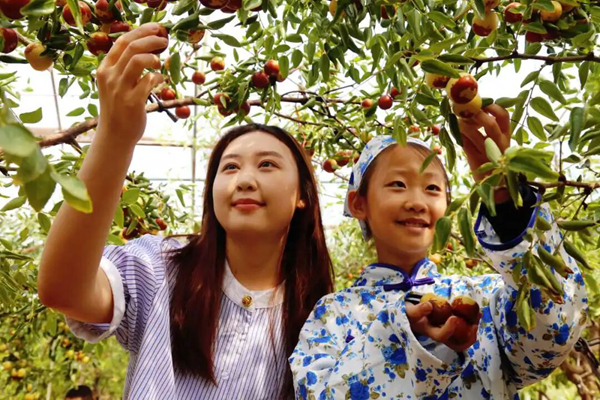 Shandong's Zhanhua autumn gem goes evergreen