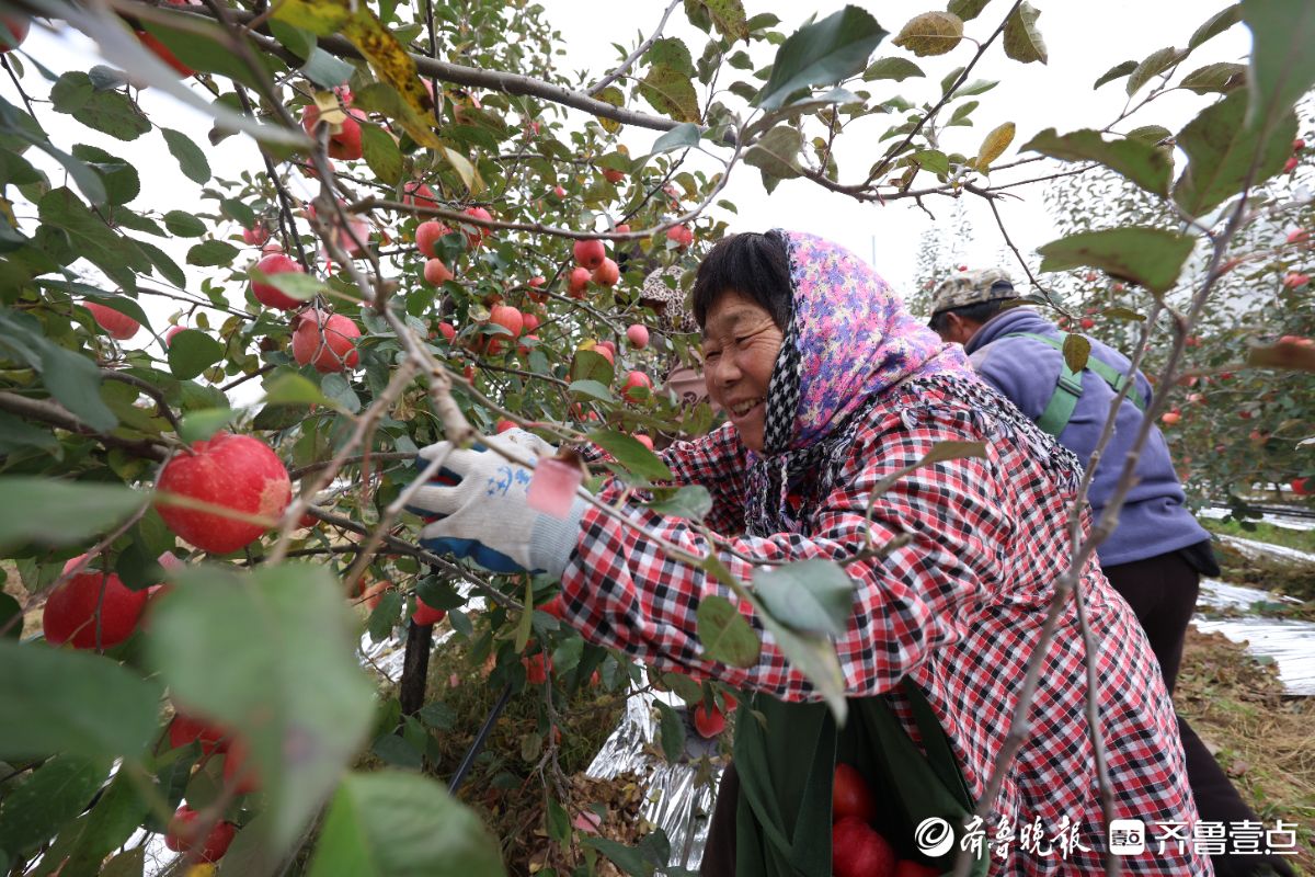 图集｜红彤彤的喜悦，烟台苹果“新贵”来了