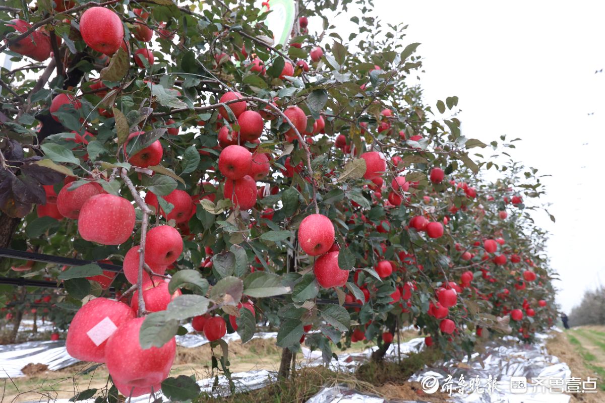 图集｜红彤彤的喜悦，烟台苹果“新贵”来了
