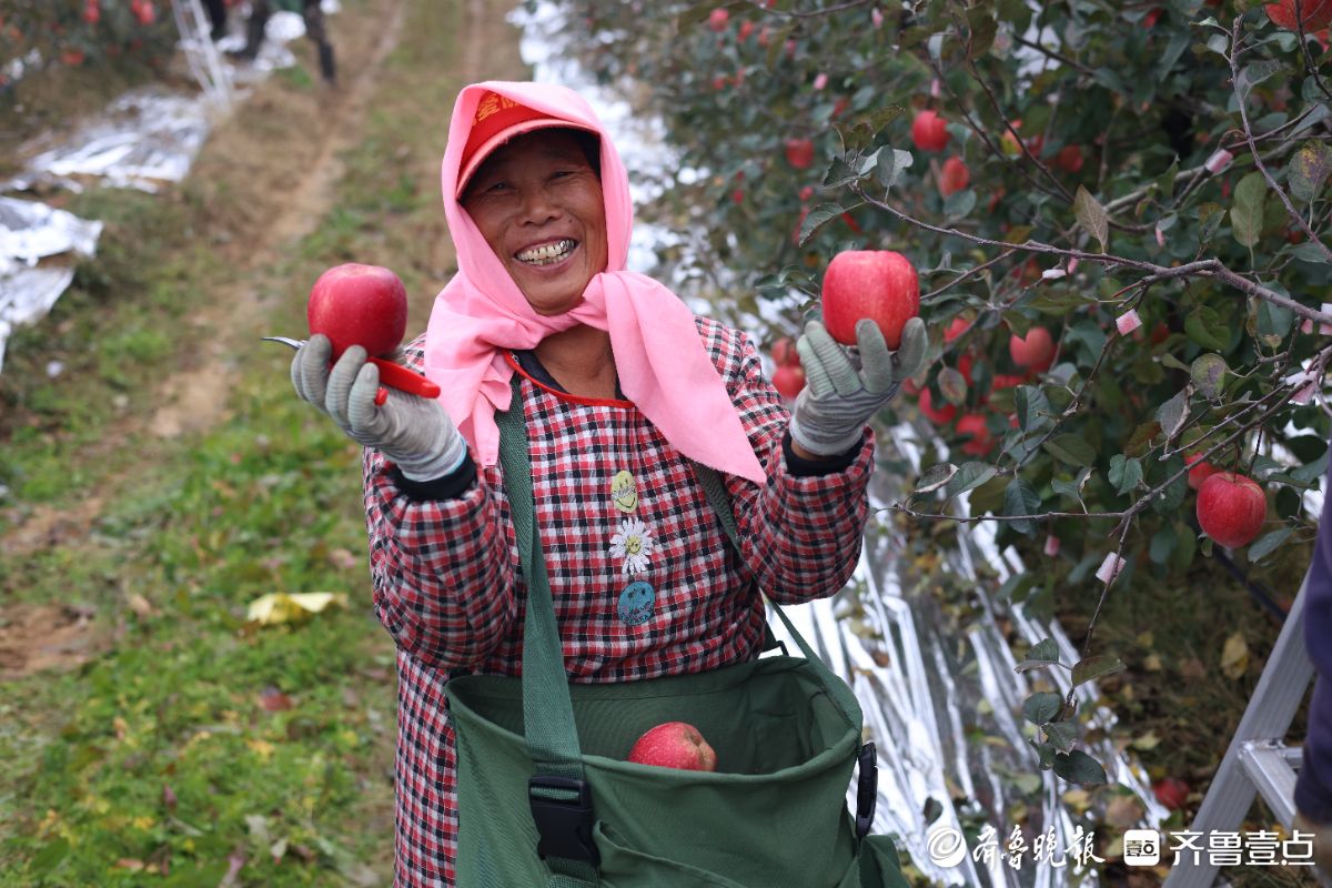 图集｜红彤彤的喜悦，烟台苹果“新贵”来了