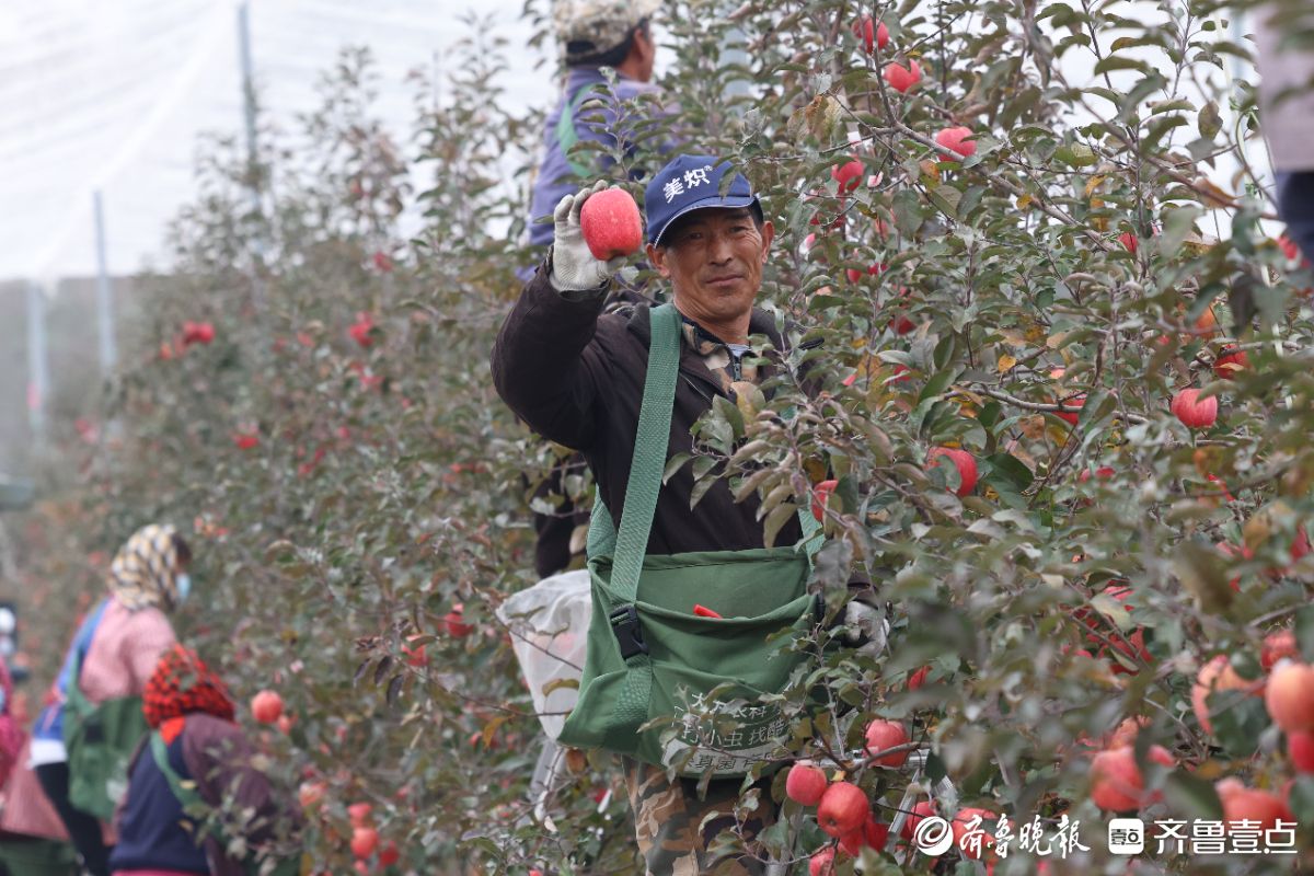 图集｜红彤彤的喜悦，烟台苹果“新贵”来了