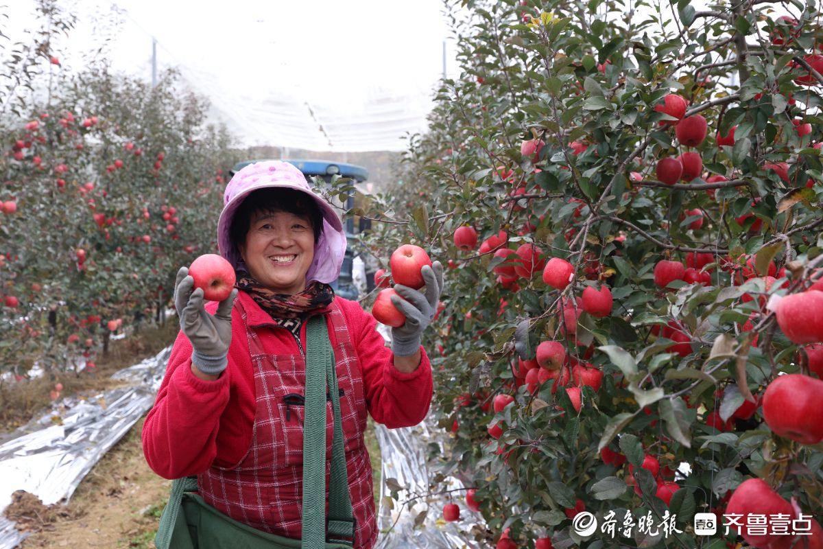图集｜红彤彤的喜悦，烟台苹果“新贵”来了