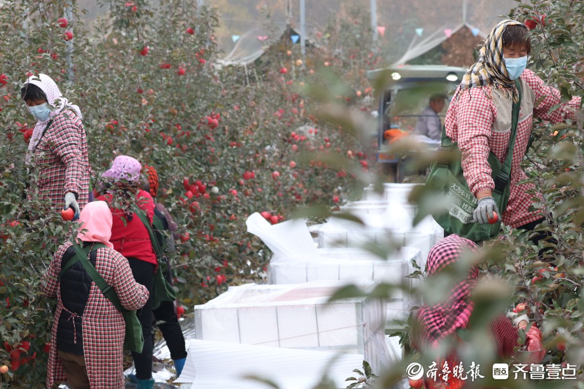图集｜红彤彤的喜悦，烟台苹果“新贵”来了