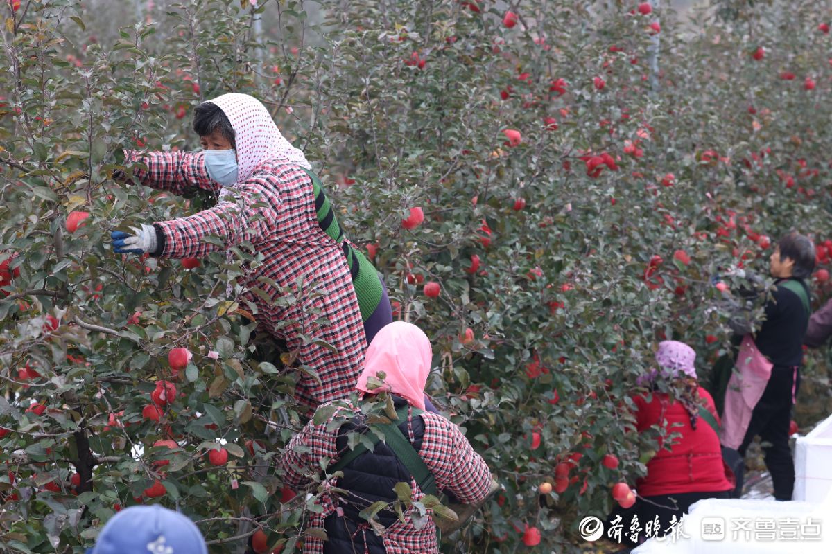 图集｜红彤彤的喜悦，烟台苹果“新贵”来了
