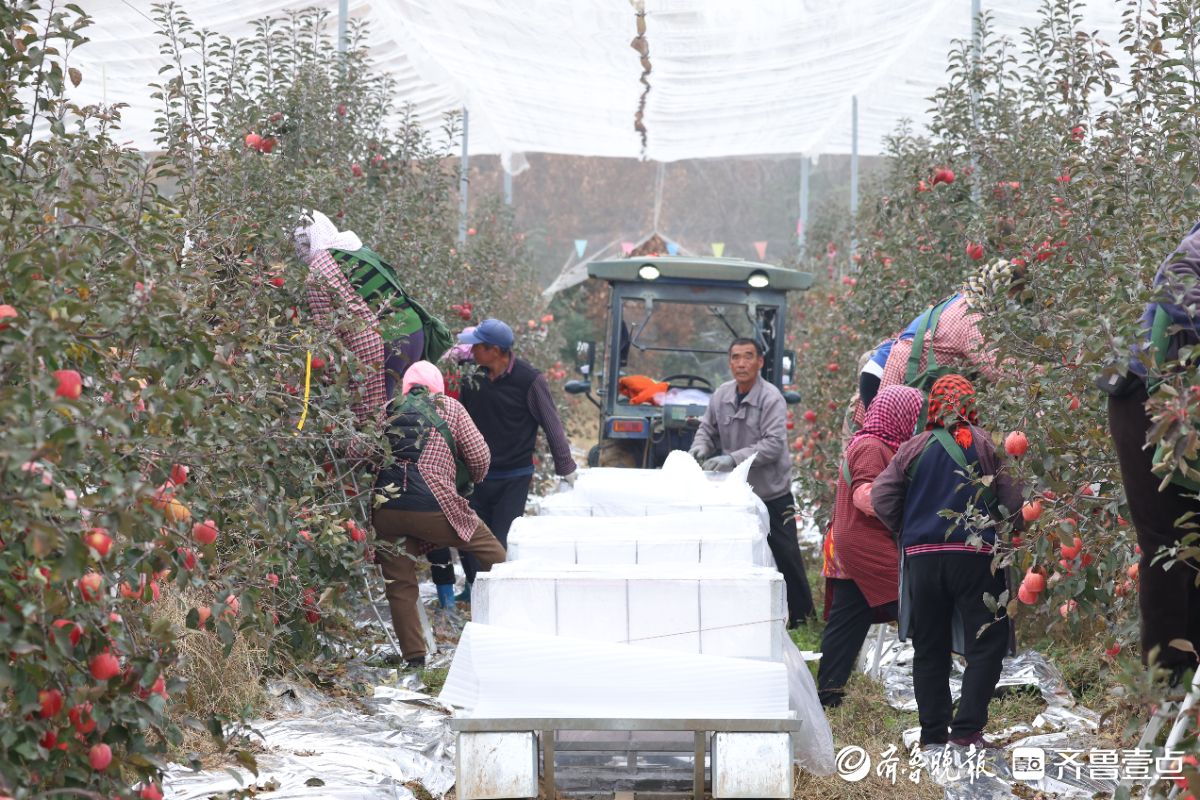 图集｜红彤彤的喜悦，烟台苹果“新贵”来了
