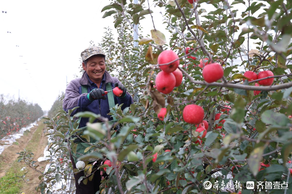 图集｜红彤彤的喜悦，烟台苹果“新贵”来了