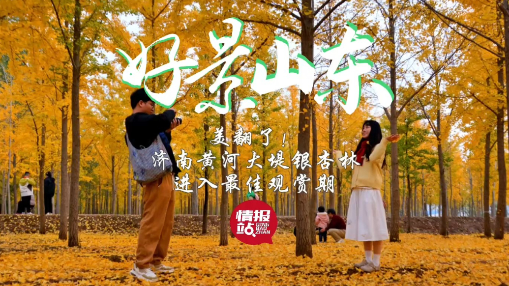 果然视频·好景山东|美翻了！济南黄河大堤银杏林进入最佳观赏期