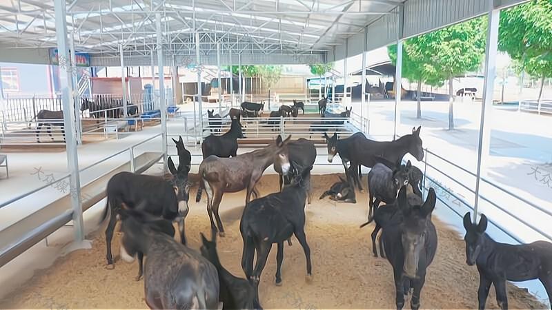 “驴荒”折射现代畜牧业转型方向