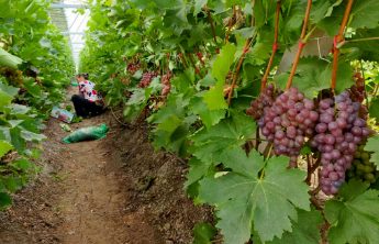 潍坊安丘：“土壤革命”筑牢全域生态农业“根”与“魂”