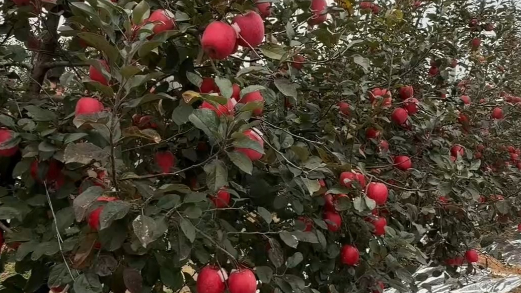 果然视频｜“以草养虫，以虫治虫”，看烟台苹果园里的生态防控