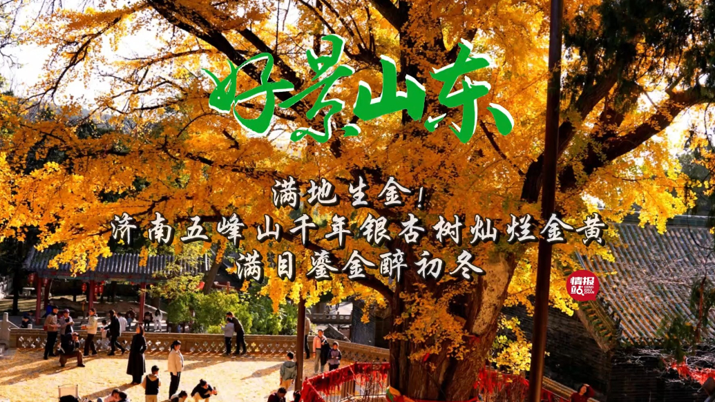 果然视频·好景山东|济南五峰山银杏树灿烂金黄，满目鎏金醉初冬