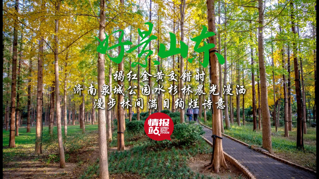 果然视频·好景山东|初冬泉城公园水杉林，褐红金黄交错满目诗意