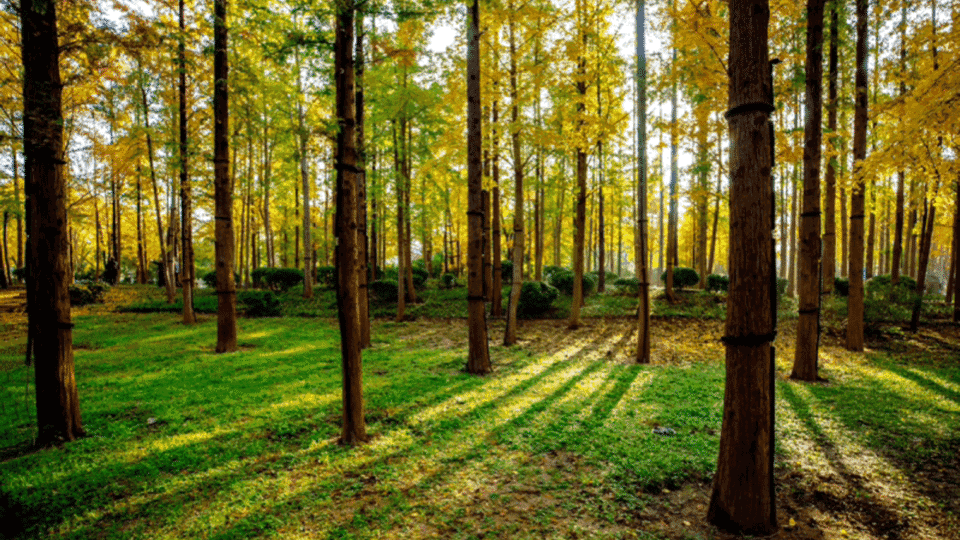 11月10日最佳情报|初冬水杉林绚烂诗意，银杏树满目鎏金！