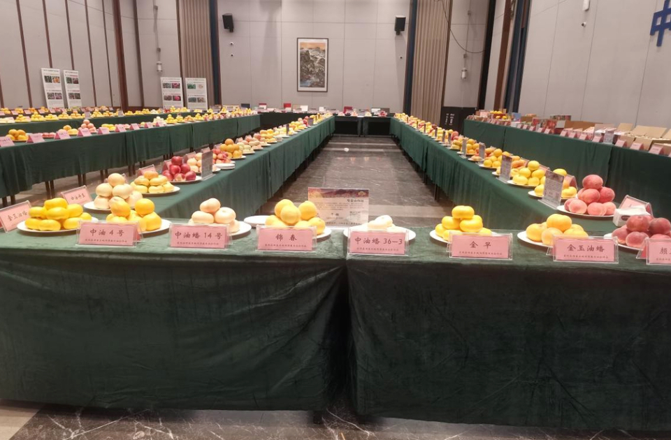 蒙阴蜜桃：以品质铸品牌，266亿价值领跑全国桃产业