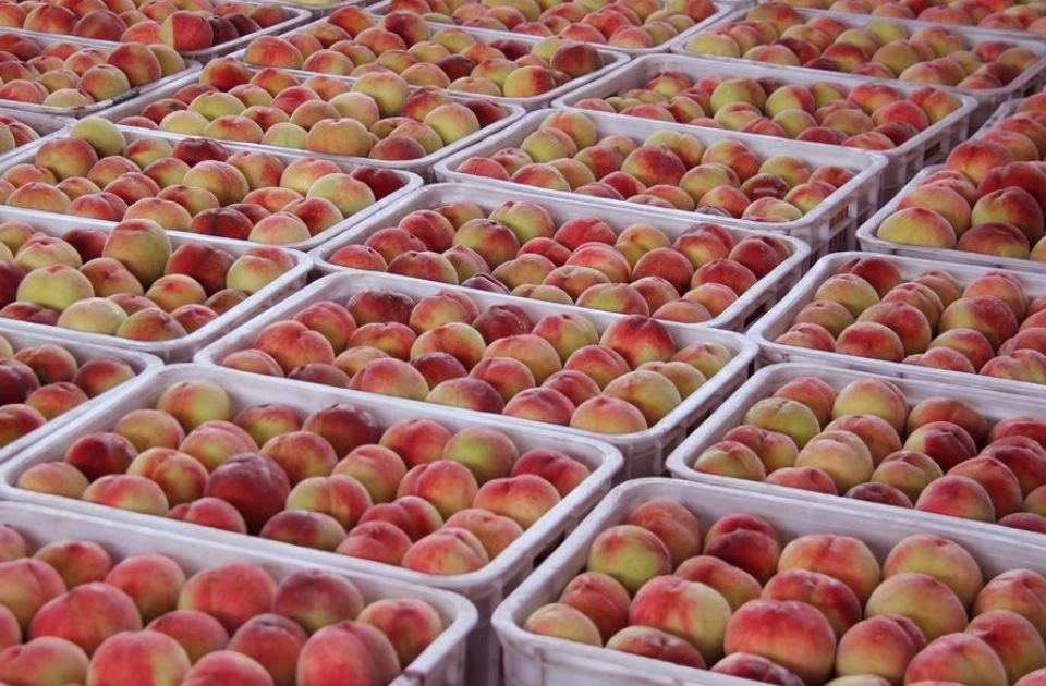 蒙阴蜜桃的“循环密码”：12万吨枝条变资源，生态链撑起百亿元产业