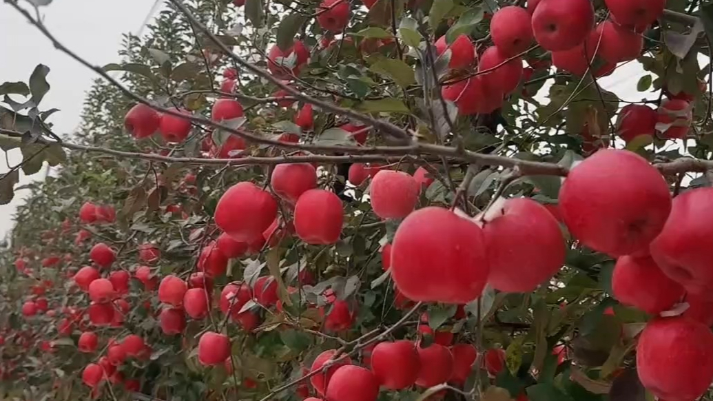 果然视频｜烟台苹果持续上新！“烟”字辈“秦”字辈苹果天团亮相