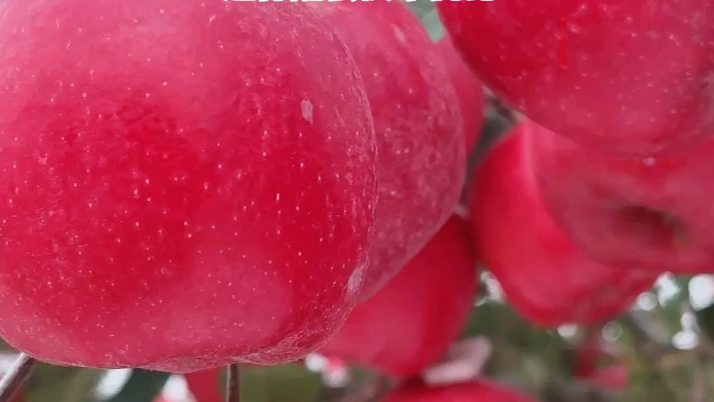 果然视频｜烟台华香生态苹果基地：多维一体系统提升果园管理效率