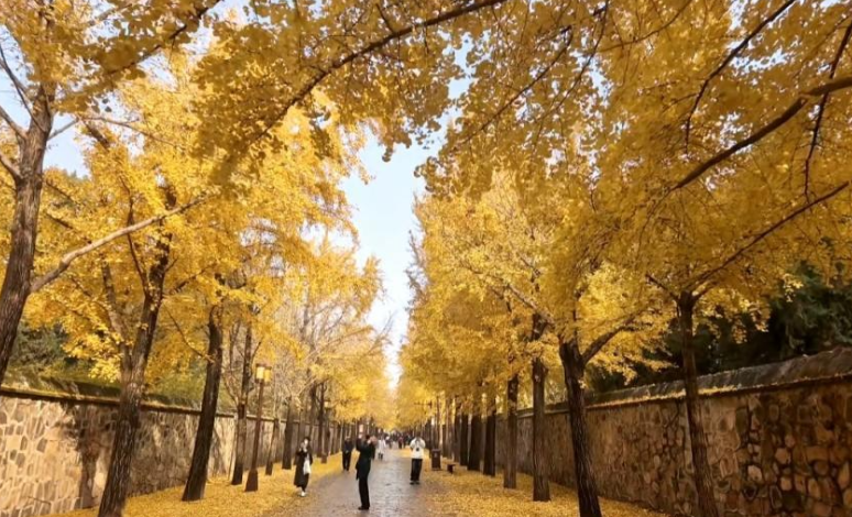 满大街都是银杏树，为什么还是濒危物种？