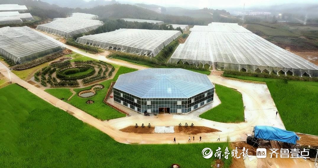 市场前沿新优品种“争艳”！探访烟台宝藏生态苹果园