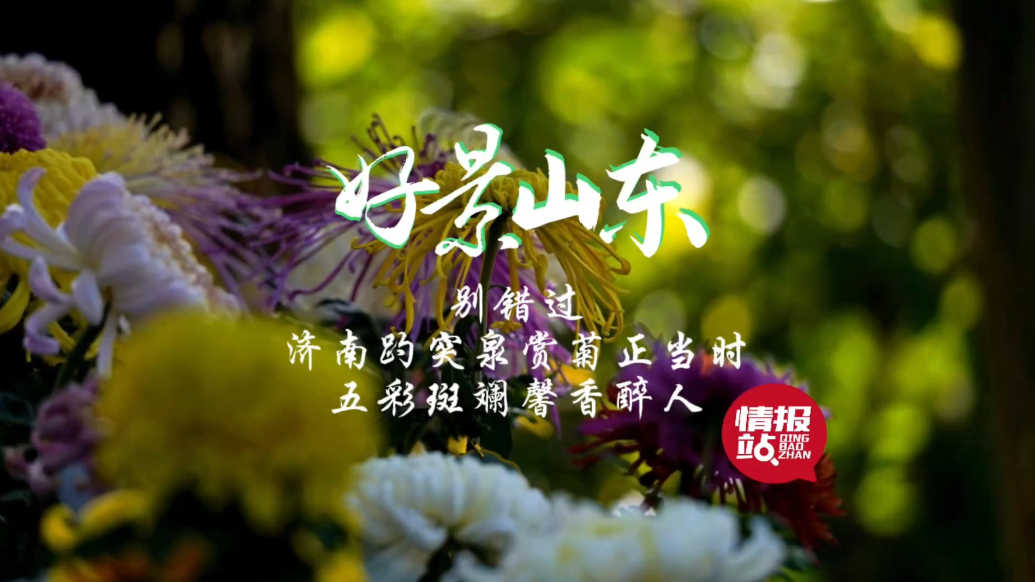 果然视频·好景山东|济南趵突泉赏菊正当时，五彩斑斓馨香醉人！