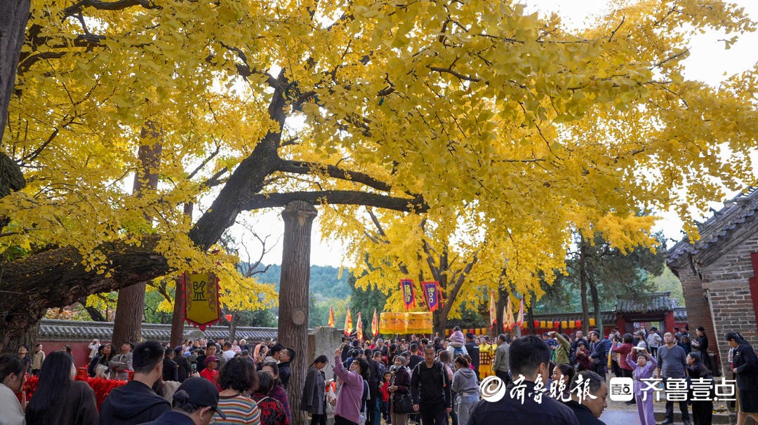 千年银杏引客来一碗羊汤暖全城，莒县以树为媒激活全域文旅新动能