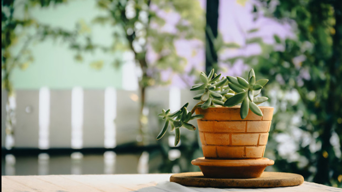 人间|镜匾、玩偶与植物们