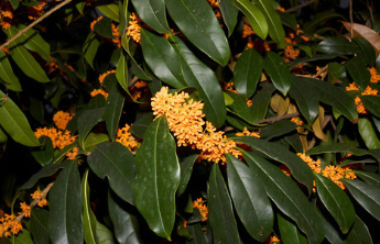 人间|想养一棵桂花