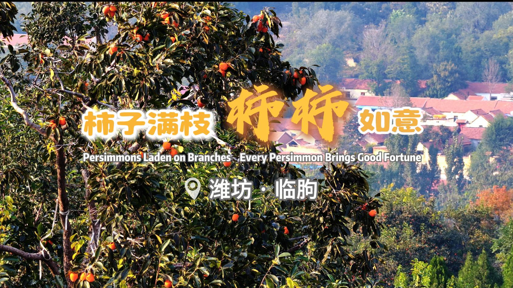 视听山东丨柿子满枝 “柿柿”如意