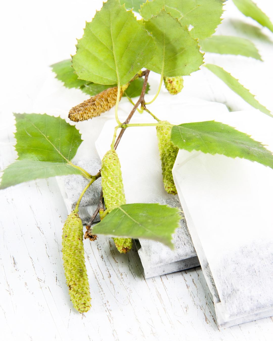 写作|结识一棵楮树