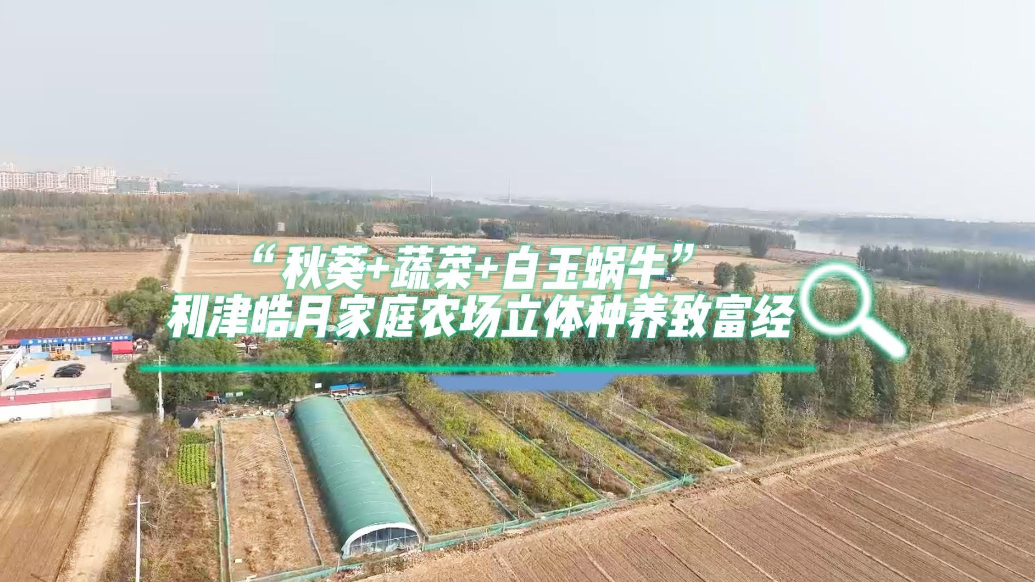 视频|“秋葵+蔬菜+白玉蜗牛” 家庭农场立体种养的致富经