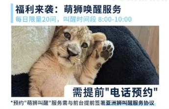 “萌狮叫醒”服务是跑偏的文旅创新