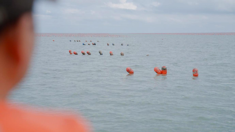 科技金融双轮驱动，筑牢乡村“粮仓金盾”——黄海牡蛎与喀什稻田的振兴实践