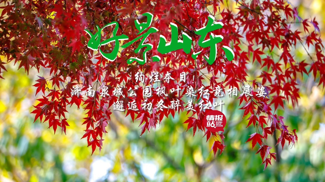 果然视频·好景山东|济南泉城公园红枫竞相展姿，绚烂夺目惹人醉