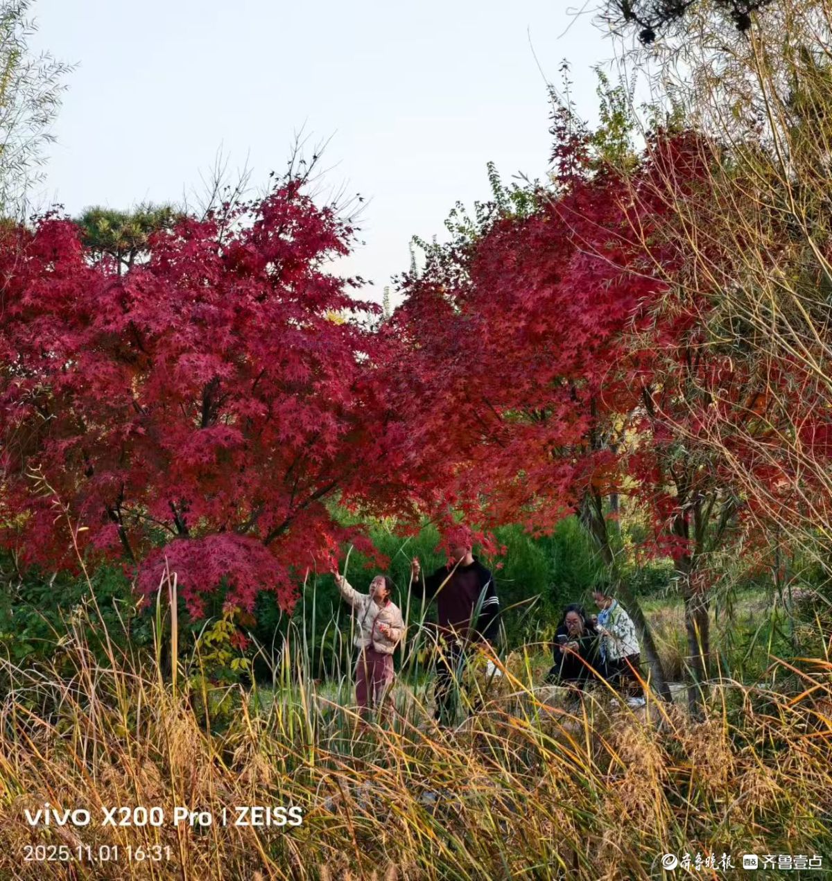 行摄华山——鹊华秋色
