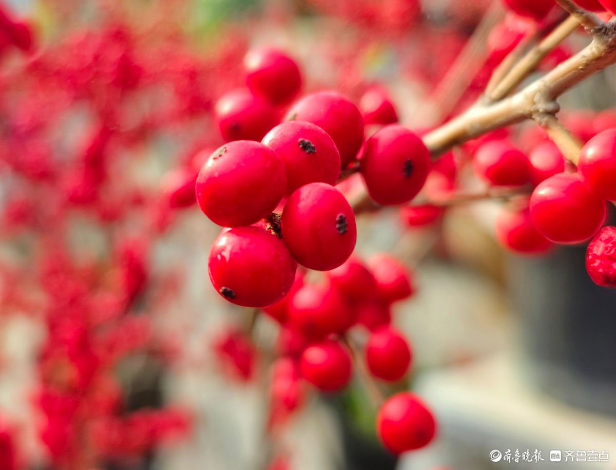 初冬，北美冬青挂满一串串火红的果实