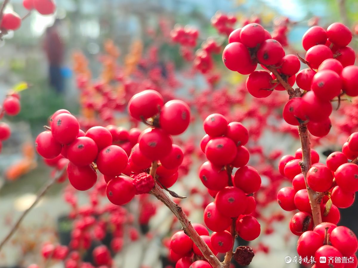 初冬，北美冬青挂满一串串火红的果实