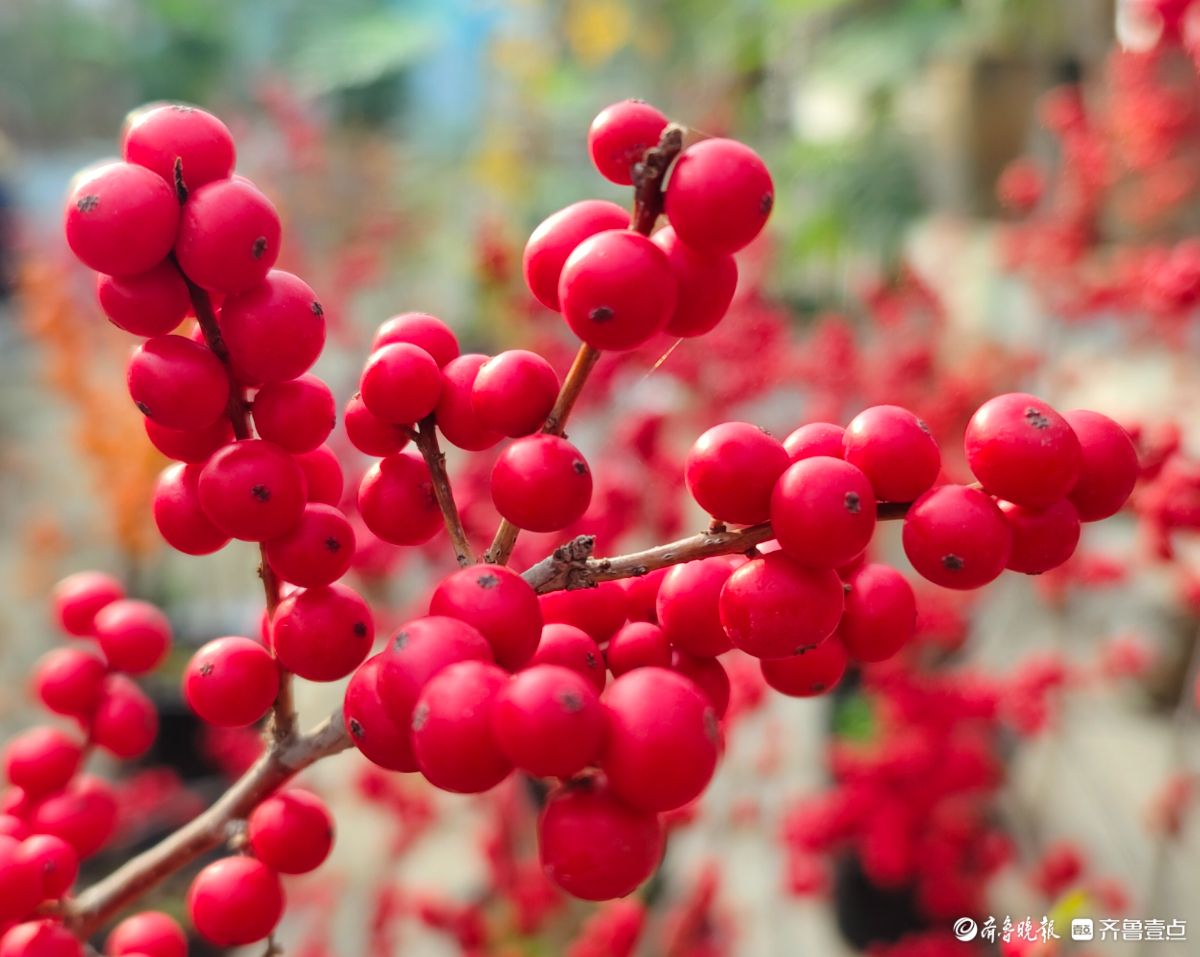 初冬，北美冬青挂满一串串火红的果实