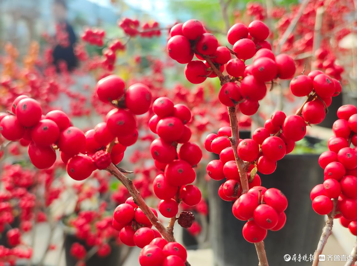 初冬，北美冬青挂满一串串火红的果实