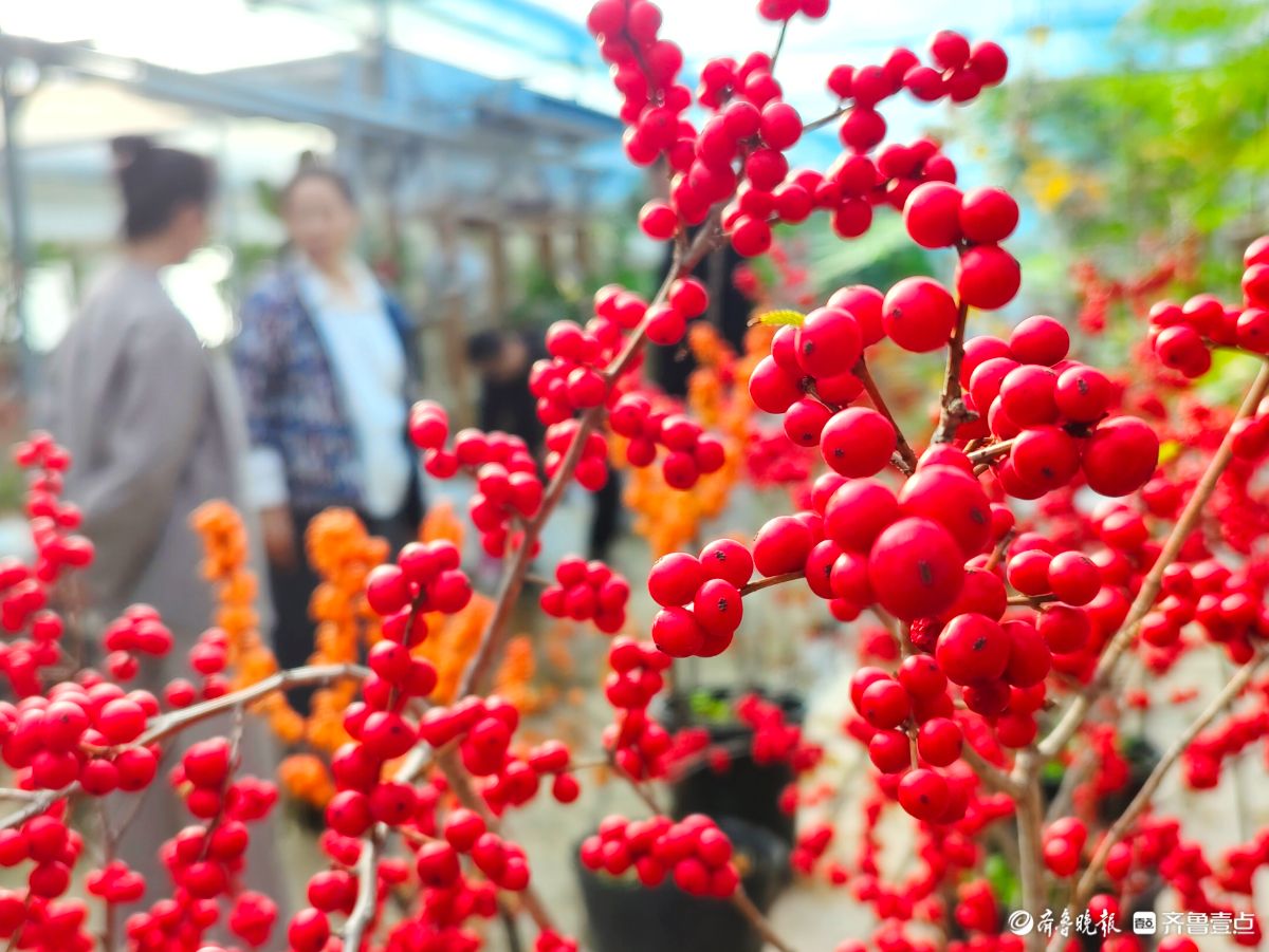 初冬，北美冬青挂满一串串火红的果实