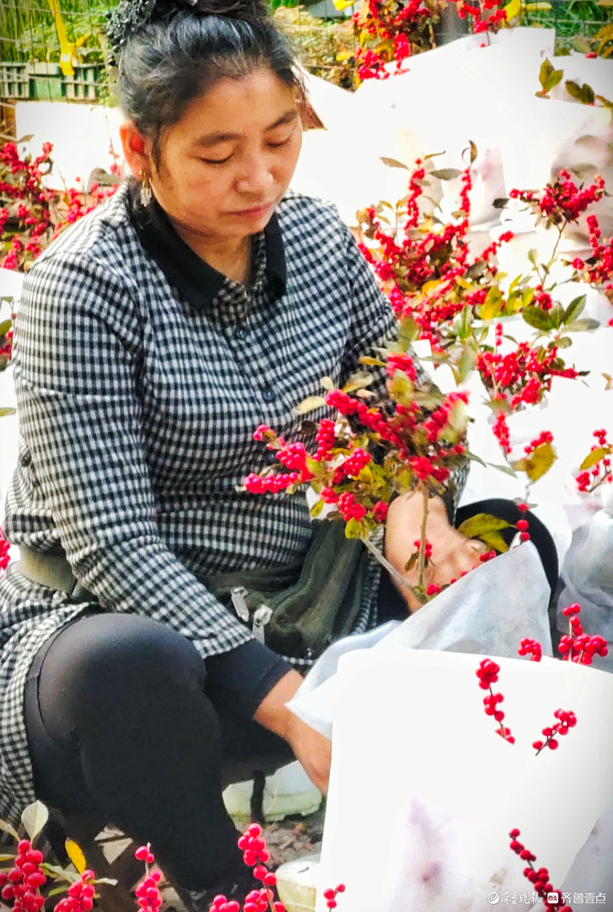 初冬，北美冬青挂满一串串火红的果实