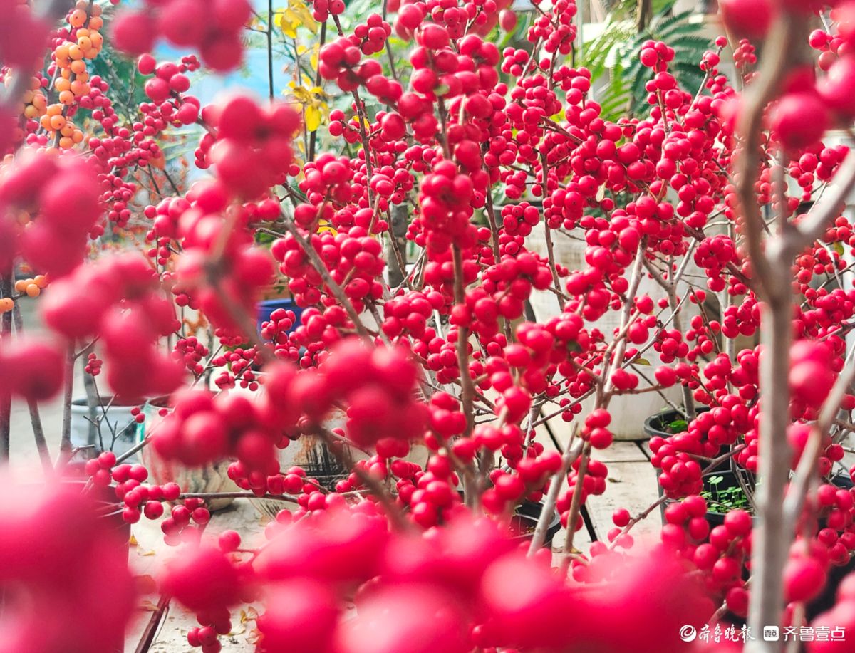 初冬，北美冬青挂满一串串火红的果实