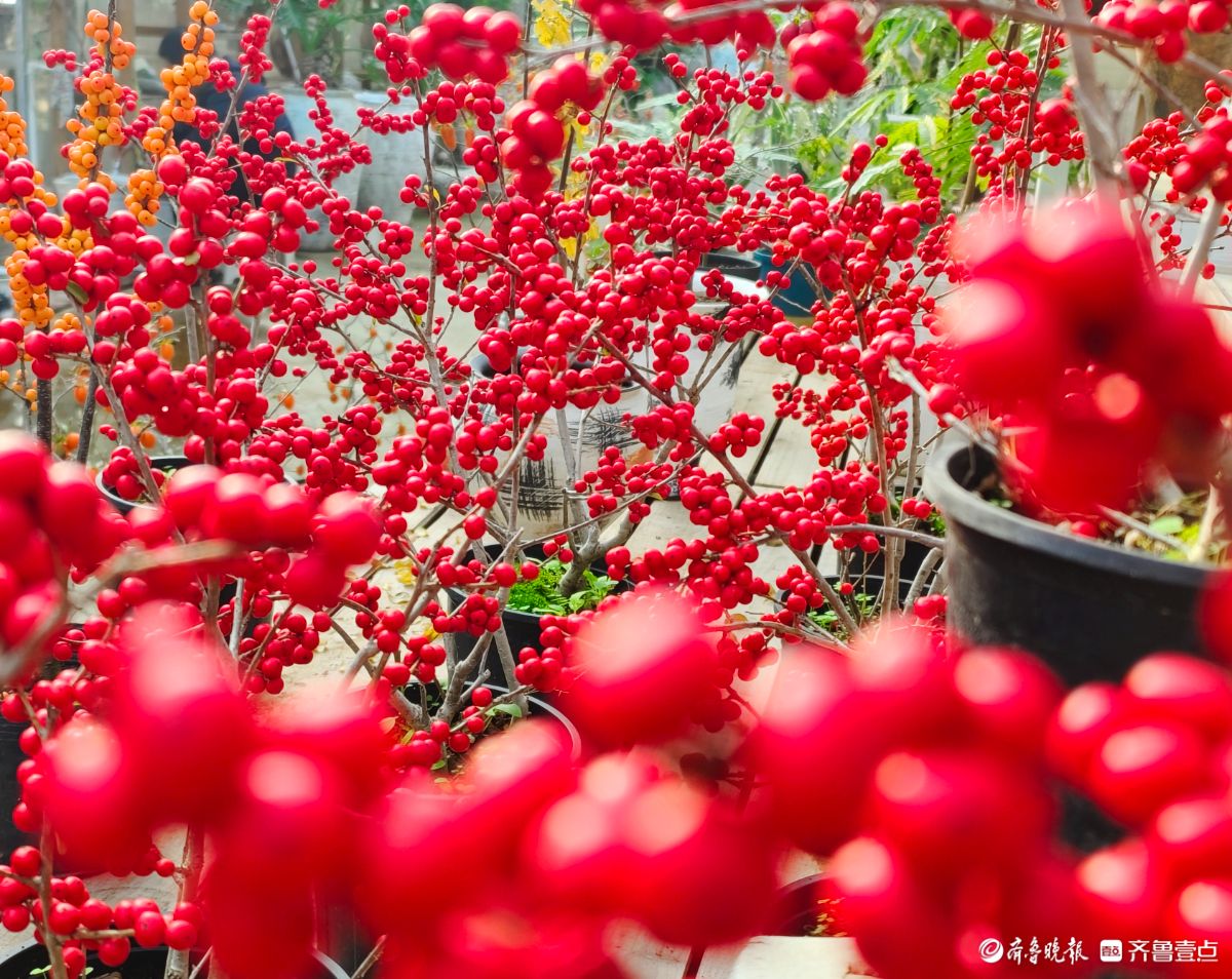 初冬，北美冬青挂满一串串火红的果实