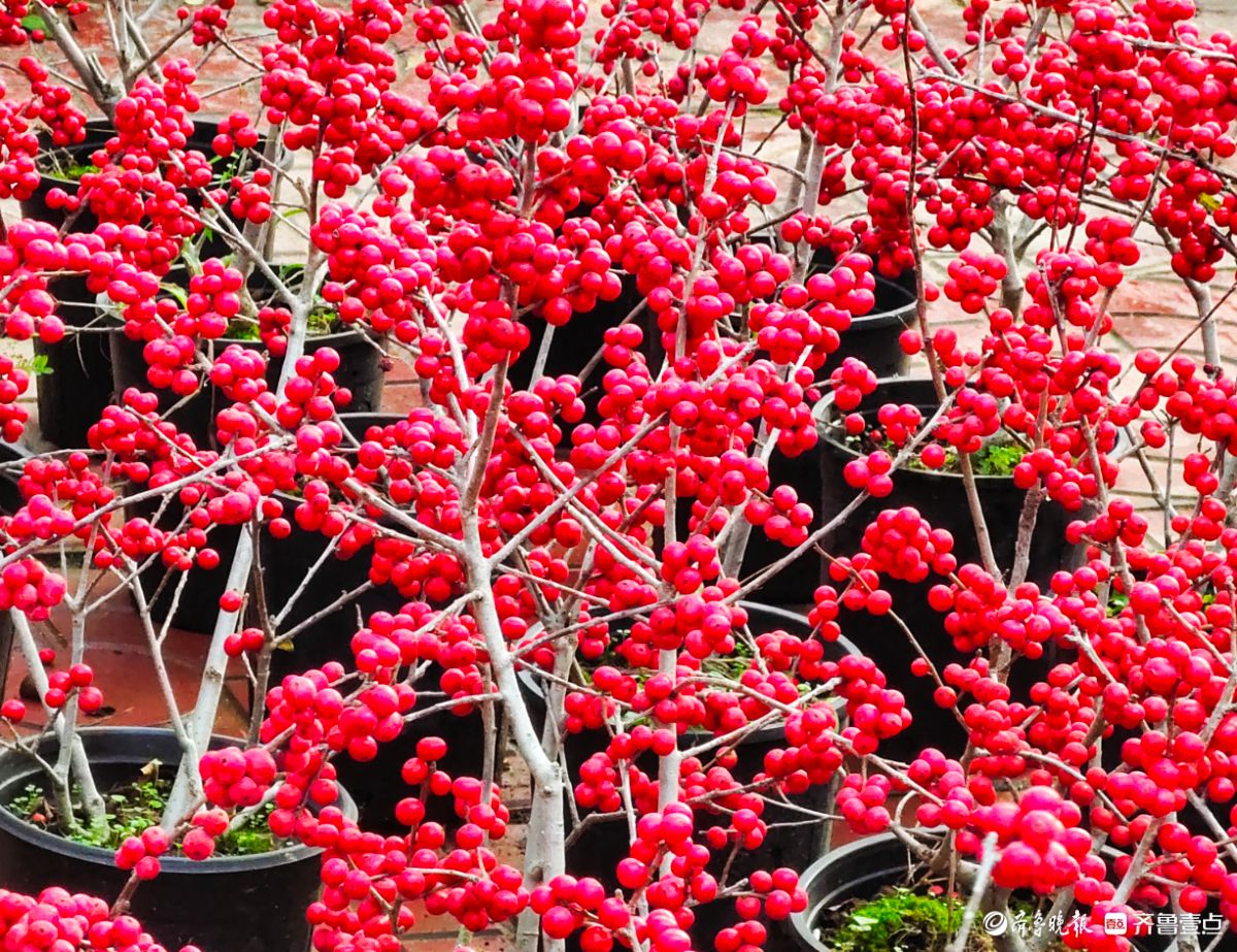 初冬，北美冬青挂满一串串火红的果实