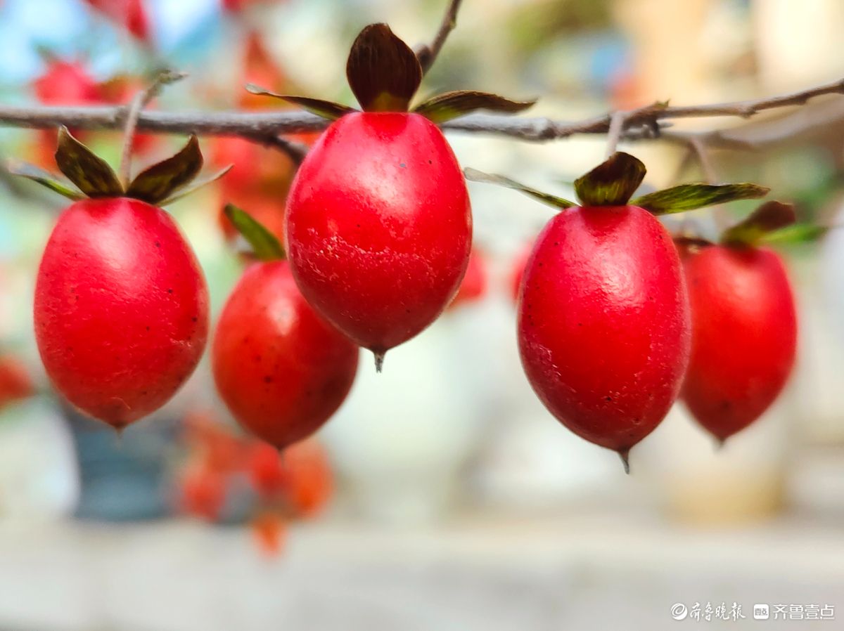 耀眼的老鸦柿散发着诱人的魅力