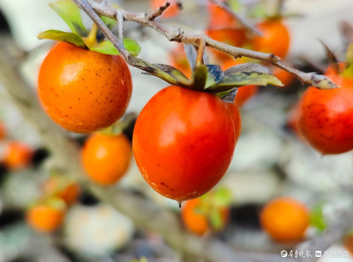 耀眼的老鸦柿散发着诱人的魅力