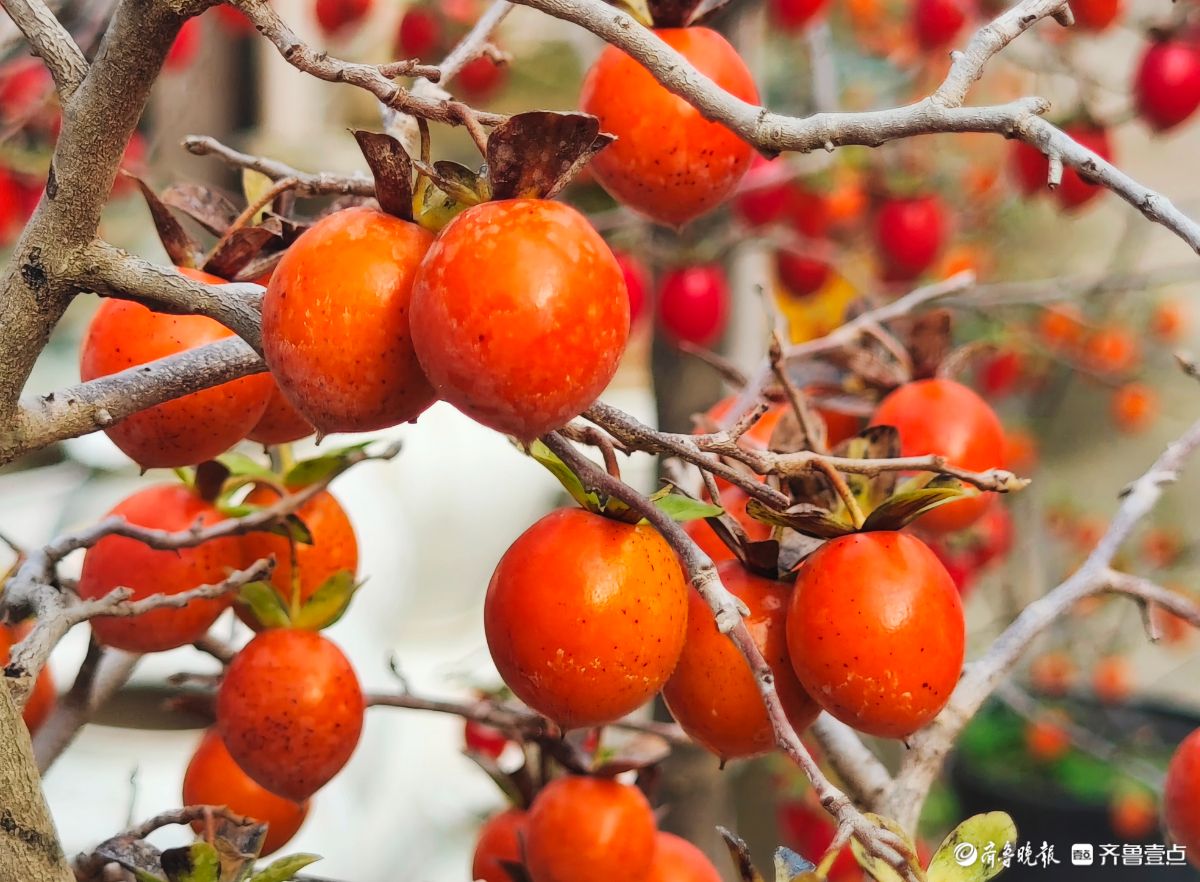 耀眼的老鸦柿散发着诱人的魅力