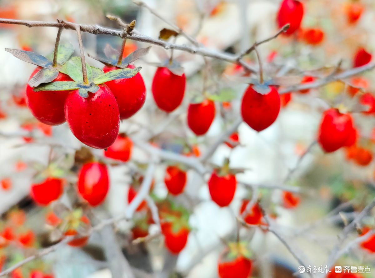 耀眼的老鸦柿散发着诱人的魅力