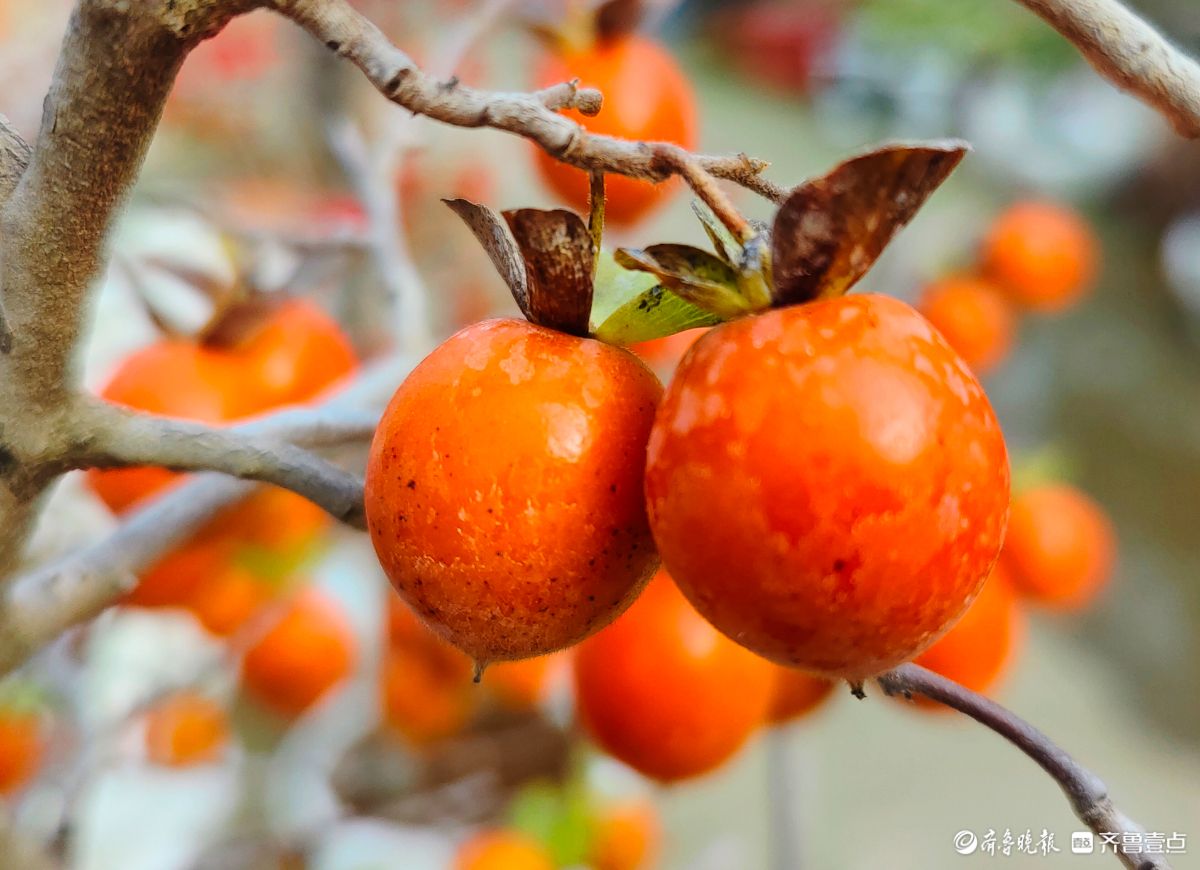 耀眼的老鸦柿散发着诱人的魅力