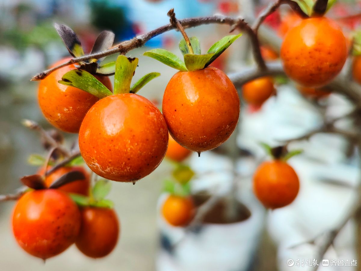 耀眼的老鸦柿散发着诱人的魅力