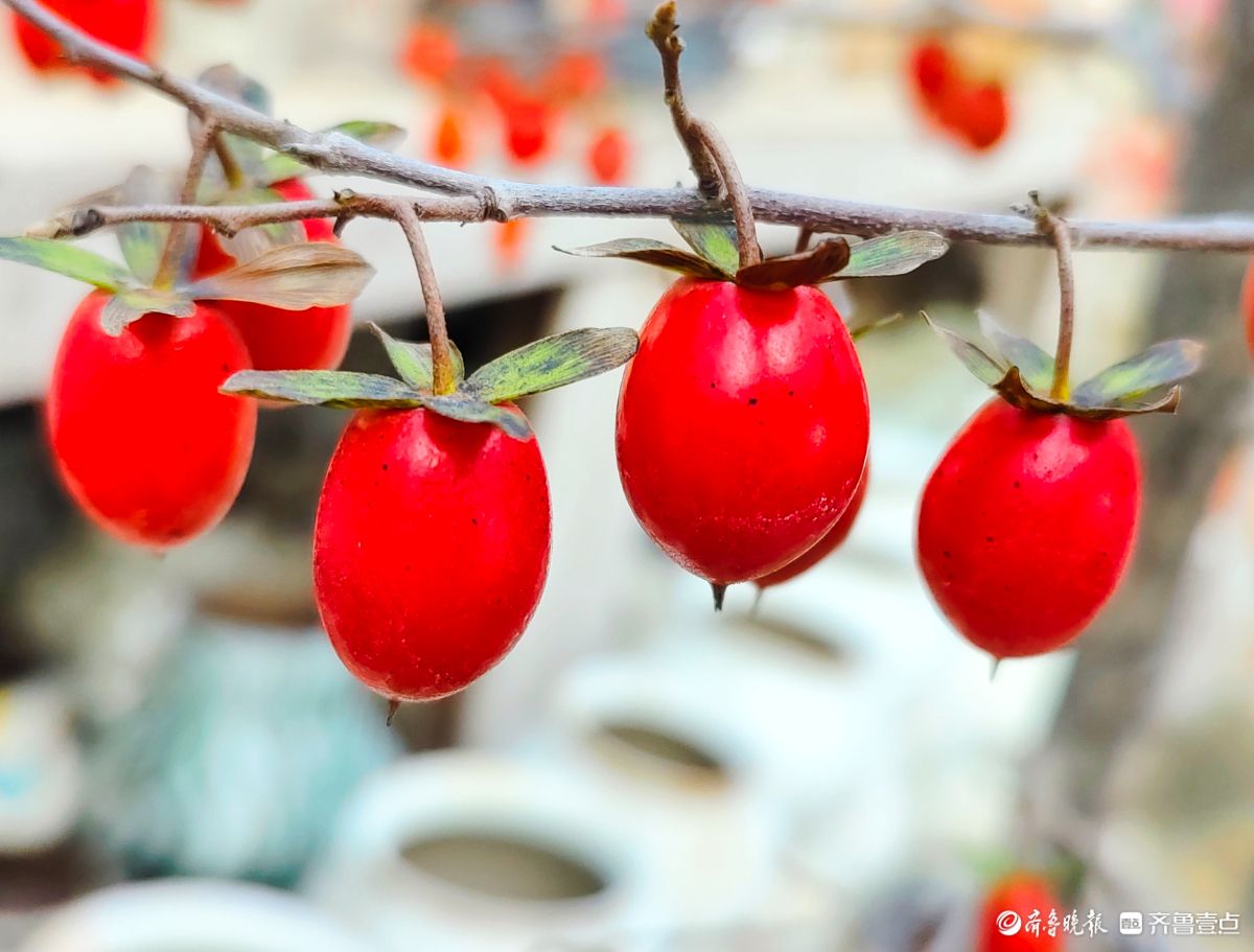 耀眼的老鸦柿散发着诱人的魅力
